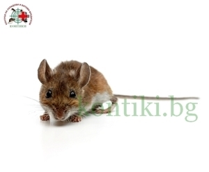 Домашна мишка - musculus 