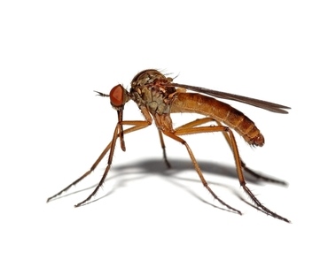 Комари - Culicidae