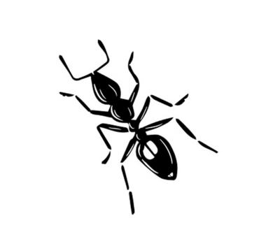 Мравки - Formicidae