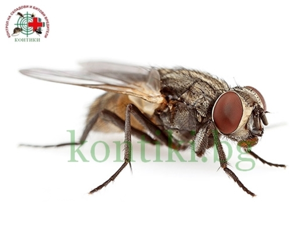 Домашна муха - Diptera