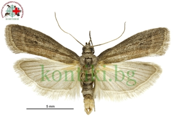 Складов молец Ephestia elutella