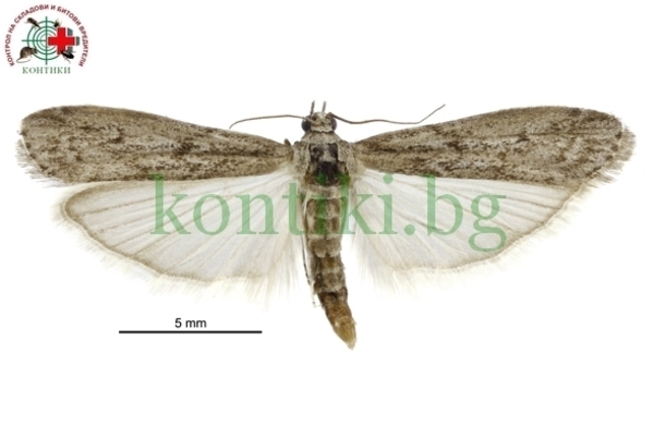 Сив брашнен молец Ephestia kuehniella