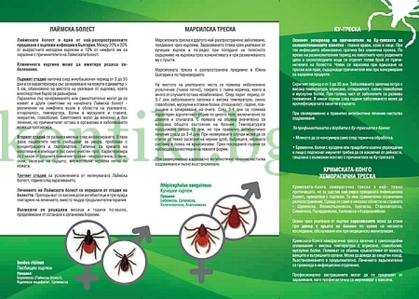 Кърлежи Ixodes Ricinus