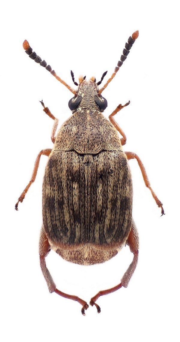 Фасулев зърнояд Acanthoscelides obtectus