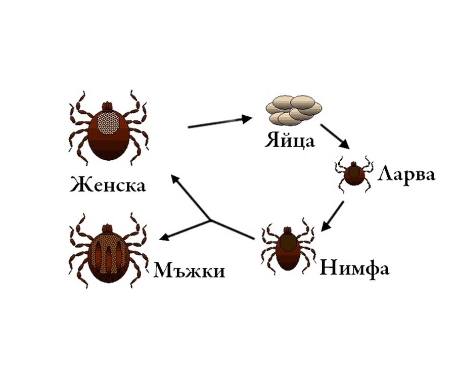 Каква е биологията на кърлежа ? 