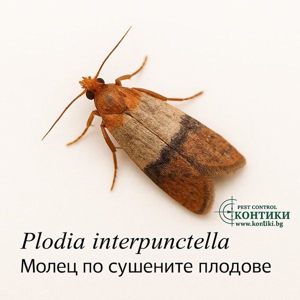 Plodia interpunctella – решения и продукти