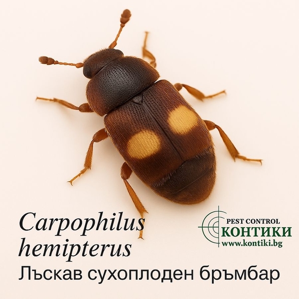 Лъскав сухоплоден бръмбар Carpophilus hemipterus 