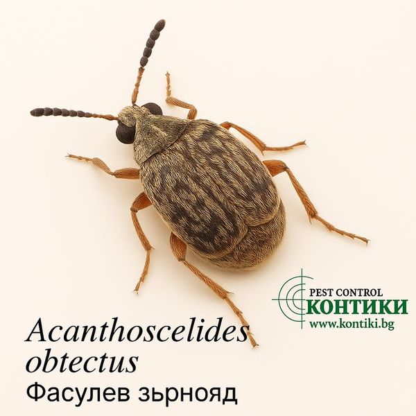 Фасулев зърнояд Acanthoscelides obtectus