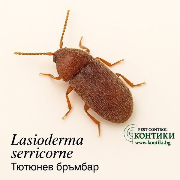 Тютюнев бръмбар Lasioderma Serricorne