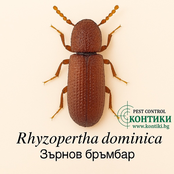 Зърнов бръмбар Rhyzopertha dominica