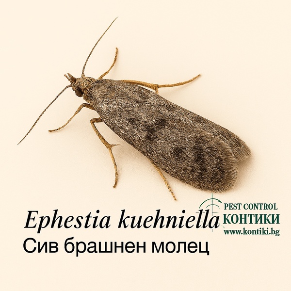 Сив брашнен молец Ephestia kuehniella