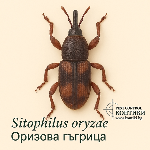 Оризова гъгрица Sitophilus oryzae