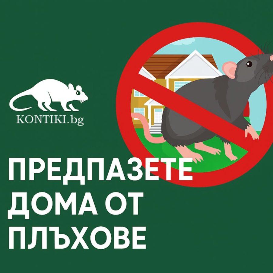 Как да се предпазим от плъхове у дома – ефективни методи, отрови и професионални съвети за дератизация