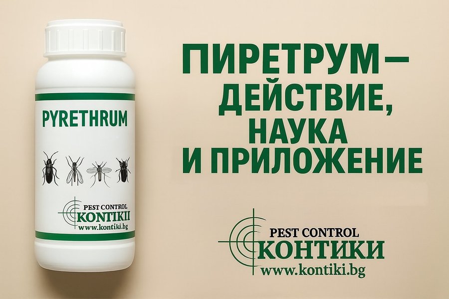 Пиретрум (Chrysanthemum cinerariaefolium): естествен инсектицид, научни данни, регулация в ЕС и България и практическо приложение