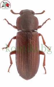 Ръждиво-червен брашнен бръмбар