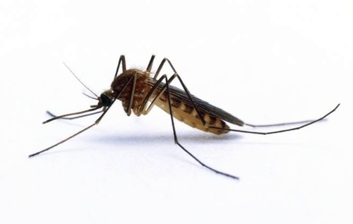 Откриха таблетката, която убива комарите