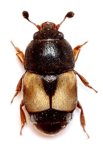 Лъскав бръмбар, Carpophilus hemipterus 