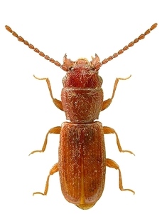 Плоския зърнов бръмбар, Cryptolestes testaceus