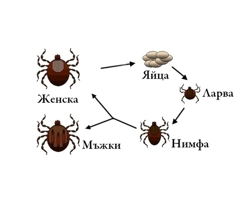 Каква е биологията на кърлежа ? - kontiki.bg