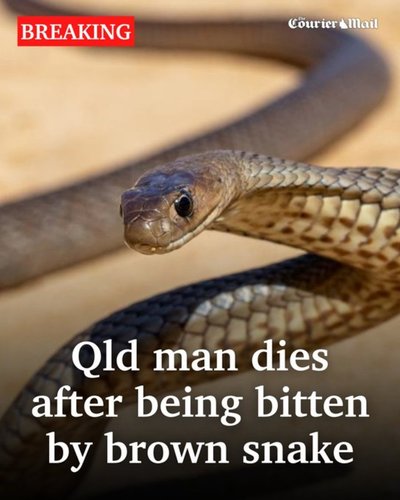 Човек почина след ухапване от кафява змия