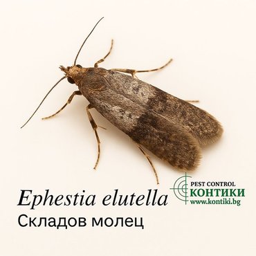 Складов молец Ephestia elutella