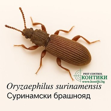 Суринамски брашнояд Oryzaephilus surinamensis