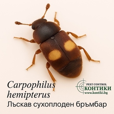 Лъскав сухоплоден бръмбар Carpophilus hemipterus 