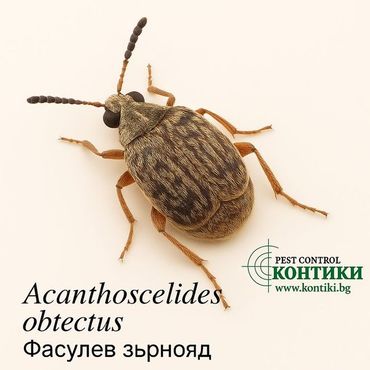 Фасулев зърнояд Acanthoscelides obtectus