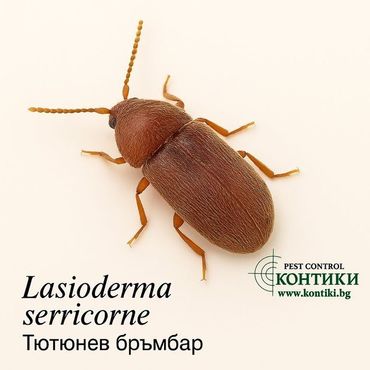 Тютюнев бръмбар Lasioderma Serricorne