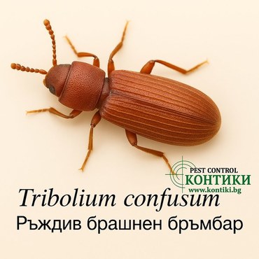 Ръждив бръмбар Tribolium confusum