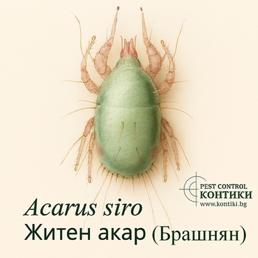 Брашнян акар Acarus siro