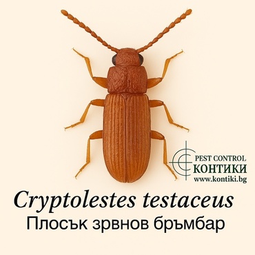 Плоския зърнов бръмбар, Cryptolestes testaceus