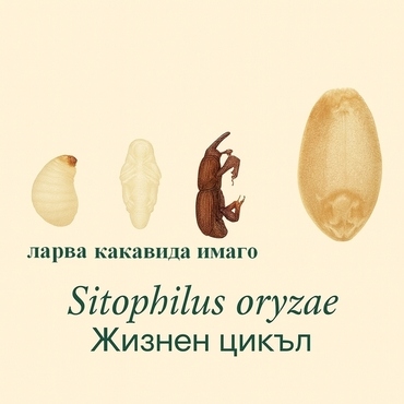 Оризова гъгрица Sitophilus oryzae Цикъл на развитие