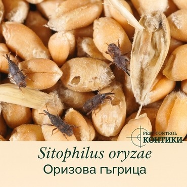 Повреда на пшеница от гъгрица - Sitophilus oryzae