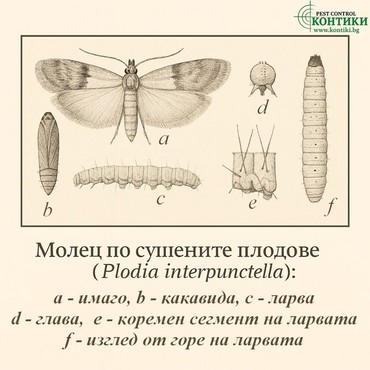 молец по храните Plodia Interpunctella