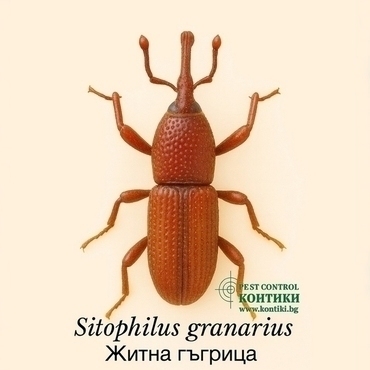 Житна гъгрица Sitophilus granarius