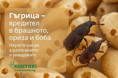 Гъгрица – какво е това насекомо, опасно ли е и как да се отървем