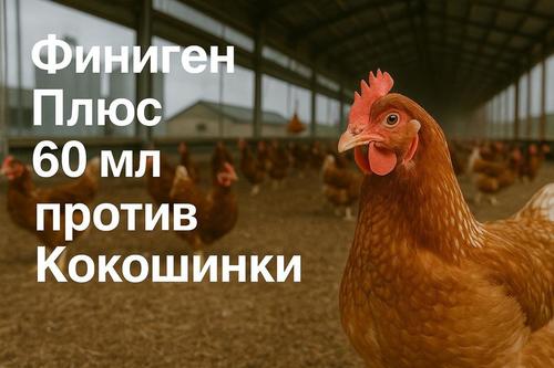 Кокошинки при кокошките – ефикасно лечение и най‑добрите препарати