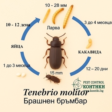 Tenebrio molitor Life cycle