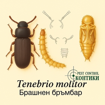 Илюстрация на брашнения бръмбар Tenebrio molitor