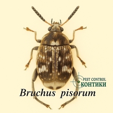 Грахов зърнояд Bruchus pisorum