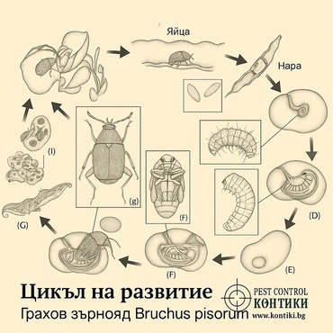 Грахов зърнояд жизнен цикъл