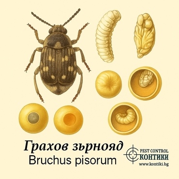 Повредени семена от зърнояд