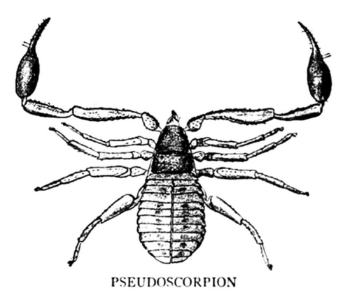 Лъжескорпиони (Pseudoscorpiones): Опасни ли са и как да се отървем?