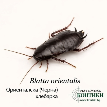 Ориенталска/Черна хлебарка