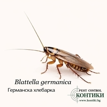 Германска хлебарка Blattella germanica
