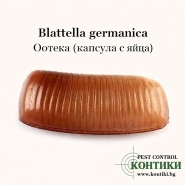 Оотека на германска хлебарка (Blattella germanica) – капсула с яйца на домашен вредител