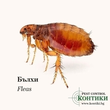 Бълхи - Fleas