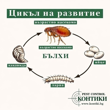 Цикъл на развитие на бълхи – яйце, ларва, какавида и възрастно насекомо