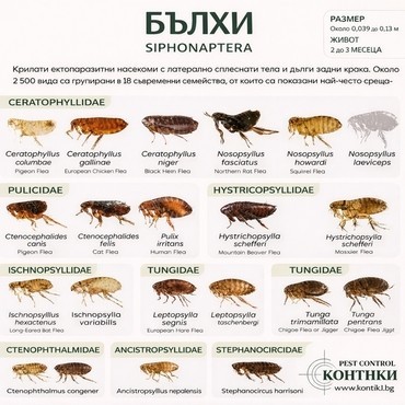 Инфографика за бълхи (Siphonaptera) – видове, семейства, размер и жизнен цикъл
